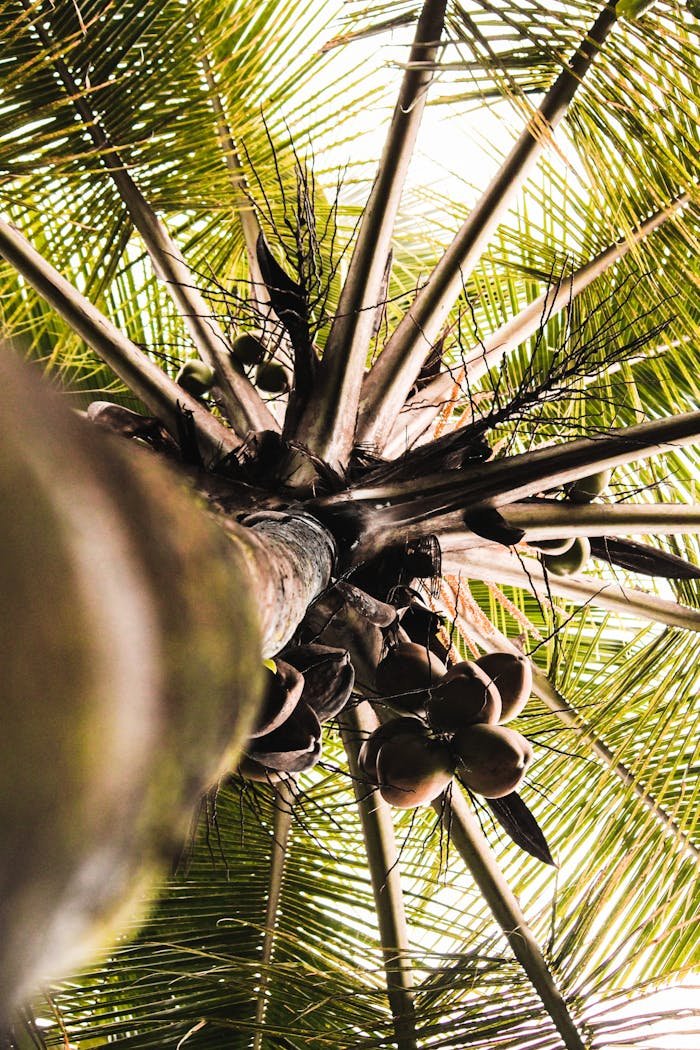 Crafting Captivating Headlines: Your awesome post title goes here Worm's Eye View Photo Of Coconut Tree