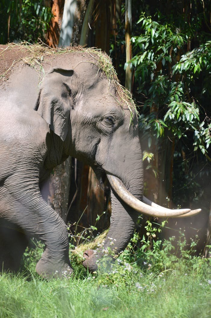 The Art of Drawing Readers In: Your attractive post title goes here Photo Of An Elephant